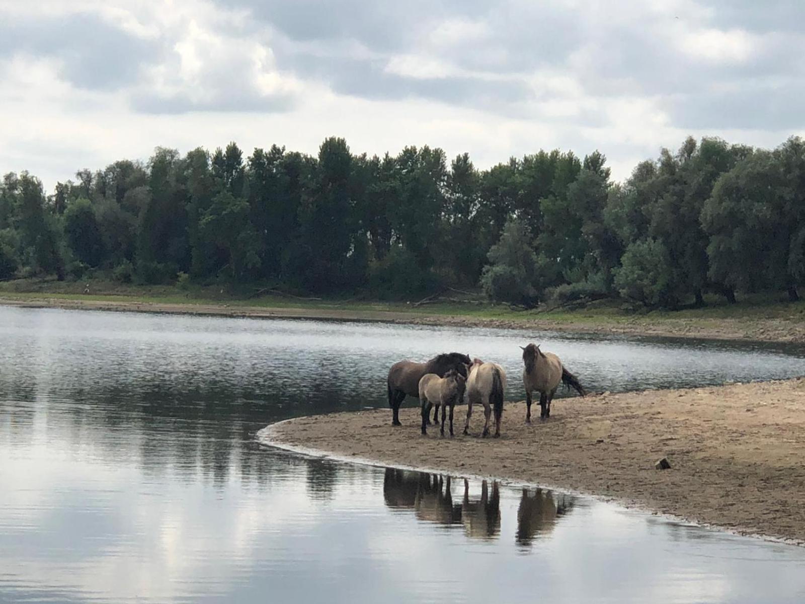 De Hazelaarshof Luxe Glampingtent Bij Natuurgebied De Millingerwaard Kekerdom Екстериор снимка